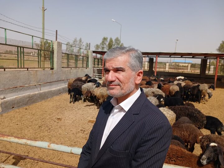 تولید گوسفندان چندقلوزا با فناوری اصلاح ژنتیکی در دانشگاه آزاد ساوه