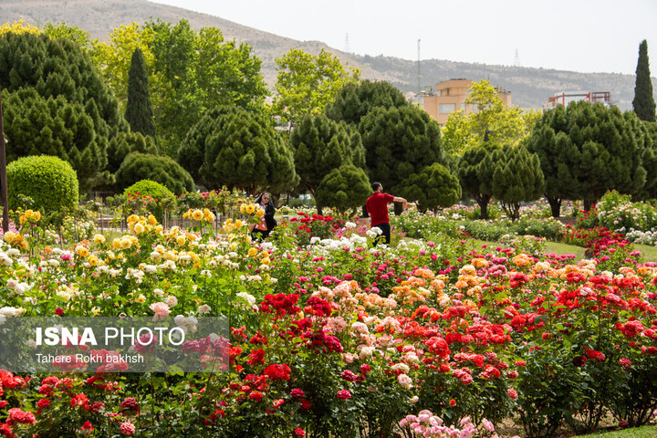افزایش ۵۰ درصدی سرانه فضای سبز شیراز/ نصب بیش از ۲۴۰۰ تمثال شهدا در سطح شهر