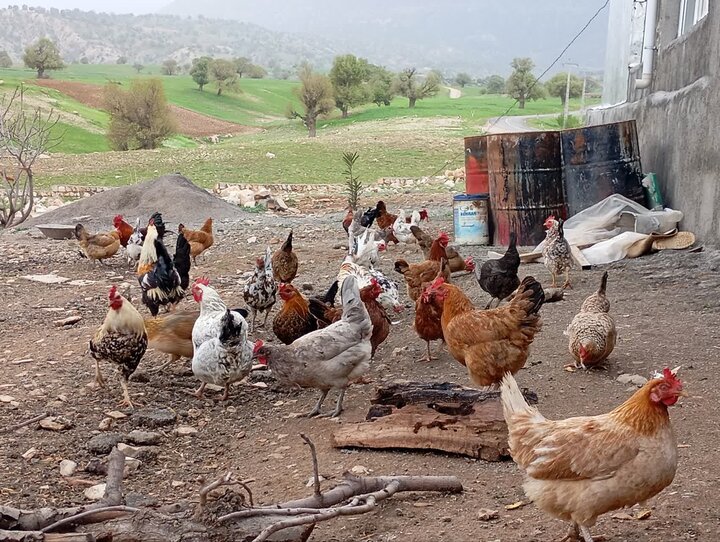 مشاغل خانگی و توانمندسازی زنان روستایی/از پرورش طیور تا ایجاد زنجیره‌های ارزش