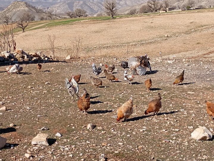 مشاغل خانگی و توانمندسازی زنان روستایی/ از پرورش طیور تا ایجاد زنجیرههای ارزش