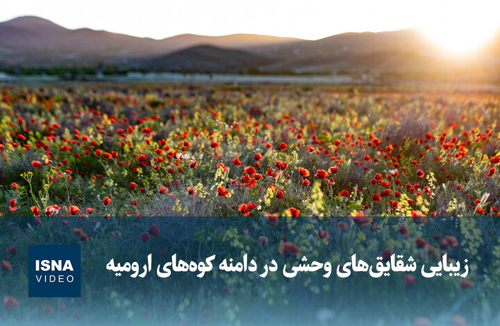 ویدیو/ زیبایی شقایق‌های وحشی در دامنه کوه‌های ارومیه