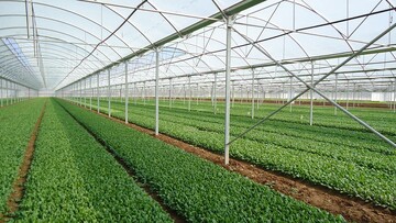 اجرای ۲۵۰ طرح جدید گلخانه‌ای در هرمزگان