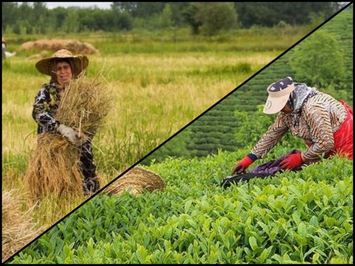 از لزوم تقویت نقش تعاون در اقتصاد تا راه اندازی نمایشگاه دائمی برنج و چای در گیلان