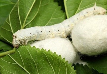 نوغانداری؛ ظرفیت کم‌آب‌بر برای رونق اقتصاد روستایی خراسان جنوبی