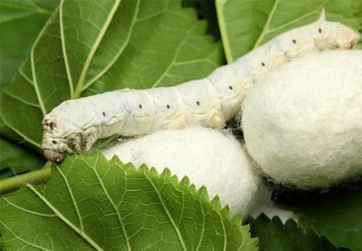 نوغانداری؛ ظرفیت کم‌آب‌بر برای رونق اقتصاد روستایی خراسان جنوبی