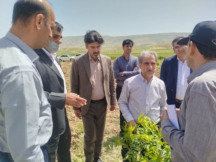 طرح سازگاری ارقام «پکان» با اقلیم ایلام، کار علمی مهمی است