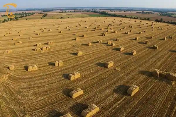 پیش‌بینی برداشت ۴۰۰۰ تن کاه و کلش در گراش/ آتش‌زدن بقایای گیاهی ممنوع است