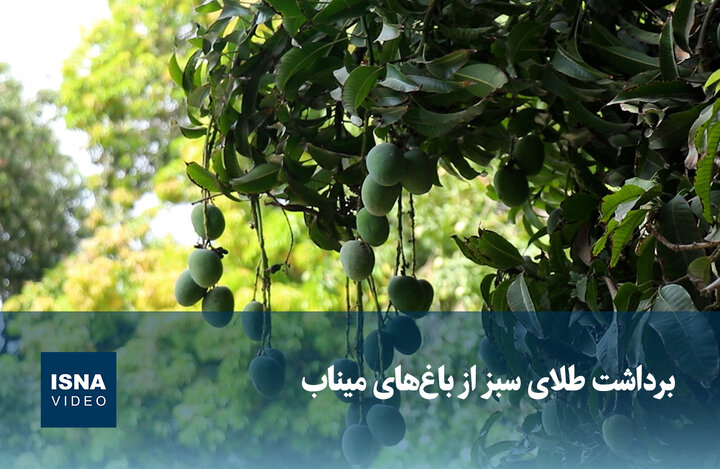 ویدیو/ برداشت طلای سبز از باغ‌های میناب