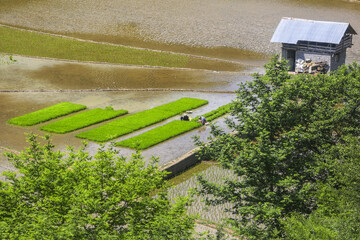 شالیزاری پلکانی سوادکوه - مازندران