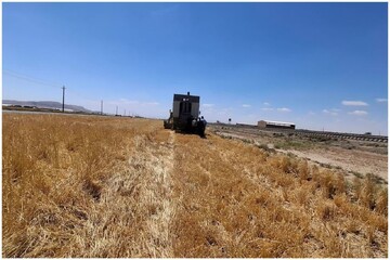 برداشت جو از مزارع پیشوا با ۳۵ کمباین آغاز شد/ پیش‌بینی تولید ۲۸۰۰ تن