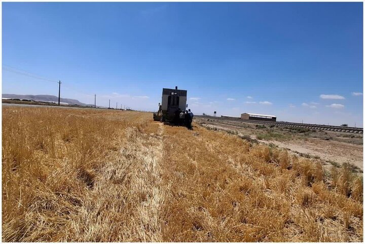 برداشت جو از مزارع پیشوا با ۳۵ کمباین آغاز شد/ پیش‌بینی تولید ۲۸۰۰ تن