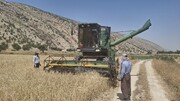 آغاز برداشت غلات از مزارع کوه‌چنار/ ممنوعیت آتش زدن کاه و کلش