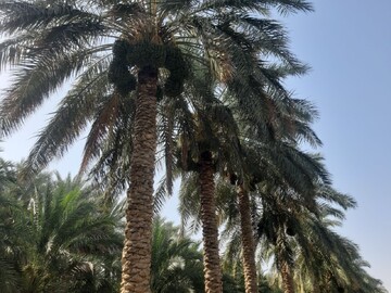 آغاز عملیات مچ‌بند در ۸۵۰۰ هکتار از نخلستان‌های دلگان