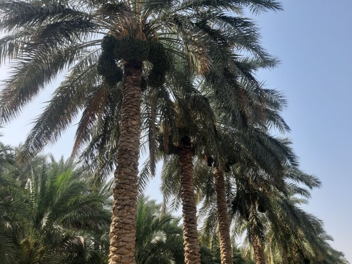 آغاز عملیات مچ‌بند در ۸۵۰۰ هکتار از نخلستان‌های دلگان