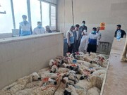 اعزام ۸۰ بازرس تعزیرات به بازار و کشتارگاه‌های سیستان و بلوچستان برای عید قربان