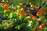 پیش‌بینی برداشت ۱۰ هزار تن زردآلو در سیستان و بلوچستان