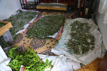 پس از خروج از تخم، لاروهای کوچک و سیاه‌رنگ ظاهر می‌شوند. در این مرحله تنها غذای آن‌ها برگ تازه درخت توت است