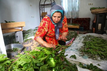 نوغانداری ،پرورش کرم ابریشم سوادکوه شمالی-مازندران