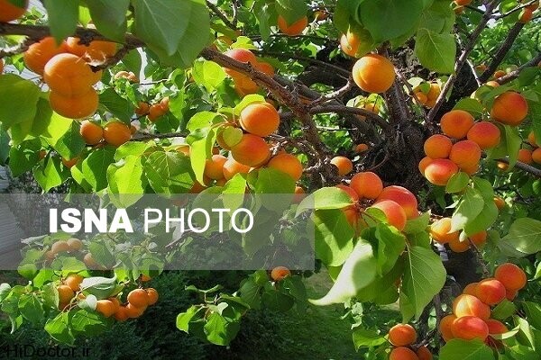 پیش‌بینی برداشت ۱۰ هزار تن زردآلو در سیستان و بلوچستان