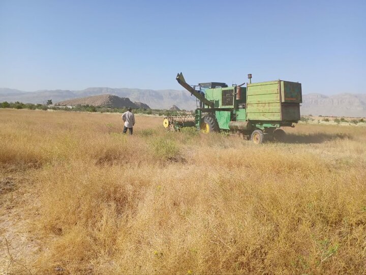 برداشت نخستین محصول خاکشیر در نی‌ریز/ فرصتی برای تنوع کشت در شرایط کم‌آبی