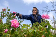 پیش‌بینی برداشت ۴۱۰ تن گل محمدی از گلستان‌های ملایر