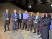 پیش بینی خرید تضمینی ۱۵۰ هزار تن گندم در کهگیلویه و بویراحمد