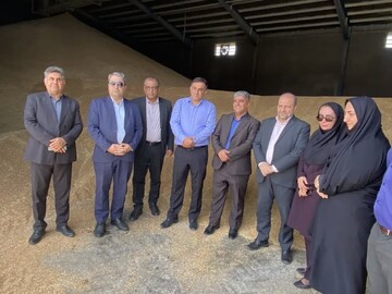 پیش بینی خرید تضمینی ۱۵۰ هزار تن گندم در کهگیلویه و بویراحمد