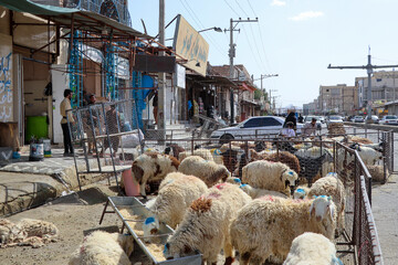 عید قربان در زاهدان؛ روایتی از ایمان، همدلی و مهربانی