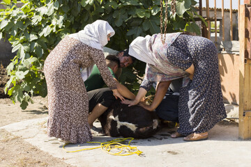 قربانی کردن دام در عید قربان روستای نیاز آباد