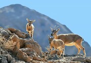 تعلیف غیرمجاز و بوته‌کنی؛ تهدید جدی برای زیستگاه‌ها و حیات وحش خراسان جنوبی