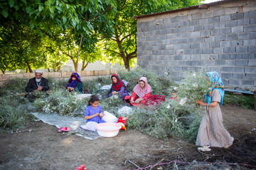 تجربه موفق نوغانداری در روستای پرسه سو؛ پیوند سنت و معیشت-خراسان شمالی
