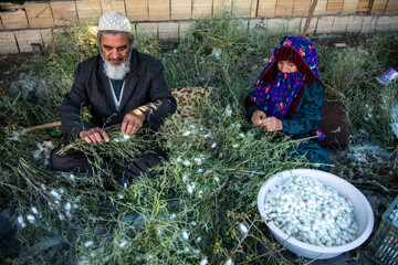 پیله‌های آماده جمع‌آوری می‌شوند. بخشی از آن‌ها برای ادامه چرخه تولید و تبدیل به پروانه نگهداری شده و بخشی برای تولید نخ ابریشم فرآوری می‌شوند.