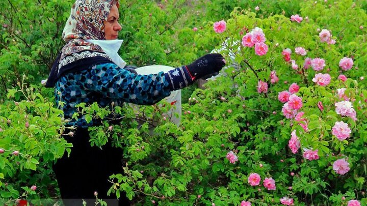 تولید سالانه ۲۰ تُن گل‌محمدی در فامنین