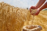 طلای زرد در مسیر انبارها؛ عبور خرید گندم از ۲۷۰۰ تن در خراسان جنوبی