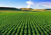 پلدختر؛ پیشانی تولیدات کشاورزی و تأمین امنیت غذایی لرستان