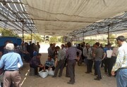 آغاز فعالیت بازار «بَرانجیر» در استهبان/ توصیه‌های فنی برای حفظ میراث جهانی انجیر