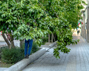 طعم توت در خیابان‌های پایتخت