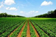 فاضلاب تهران تهدیدی برای کشاورزی ری/ توسعه گلخانه‌ها راهکار اصلی کنترل این تهدید