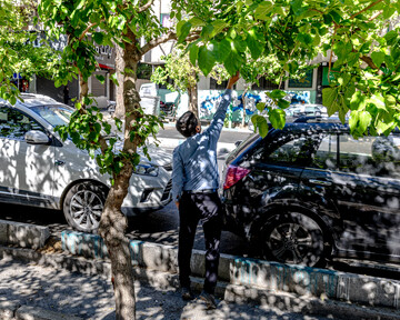 درختان بی‌منت تهران