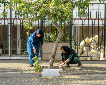 درختان بی‌منت تهران