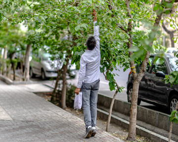 درختان بی‌منت تهران