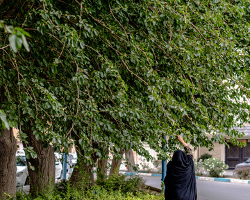 درختان بی‌منت تهران