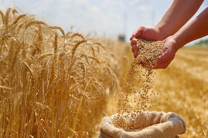 طلای زرد در مسیر انبارها؛ عبور خرید گندم از ۲۷۰۰ تن در خراسان جنوبی