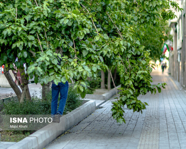 درختان بی‌منت تهران