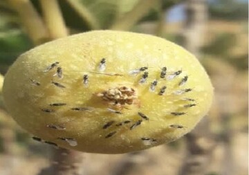 آغاز عملیات گرده‌افشانی انجیر در باغات کوه‌چنار