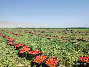 تولید بیش از ۲۰۰ هزار تن گوجه‌فرنگی در مزارع کازرون