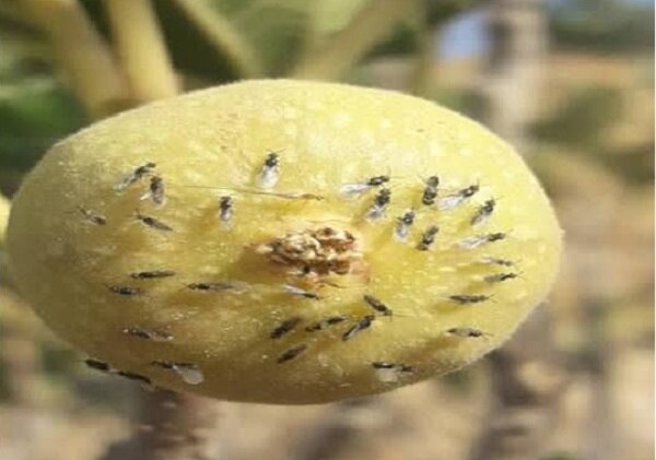 آغاز عملیات گرده‌افشانی انجیر در باغات کوه‌چنار