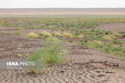 از خشکسالی تا بوته‌کنی؛ عوامل مؤثر در گسترش بیابان‌زایی در همدان