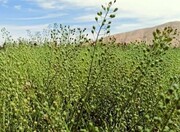 کشت ۱۳۰ هکتار دانه‌های روغنی کاملینا و گلرنگ در اسدآباد