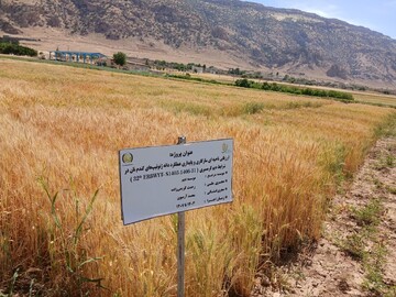 ارزیابی نهایی لاین‌های امیدبخش گندم دیم در ایستگاه تحقیقاتی چرداول